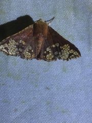 Canaea rusticata