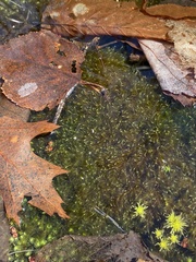 Sarmentypnum exannulatum