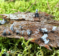 Stemonaria irregularis