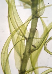 Sarmentypnum exannulatum