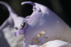 Trichobaris compacta