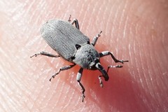 Trichobaris compacta