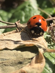 Coccinella septempunctata