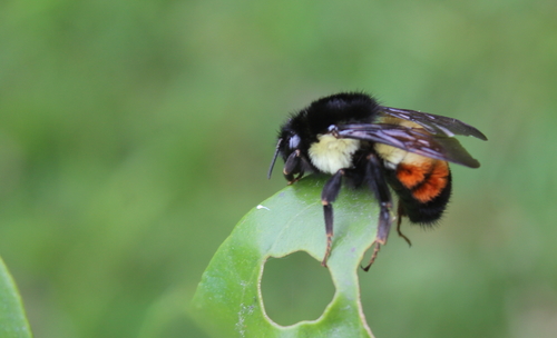Mesoamerican Bumble Bee