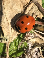 Coccinella septempunctata
