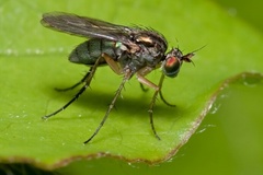 Dolichopus longicornis