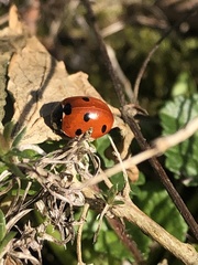 Coccinella septempunctata