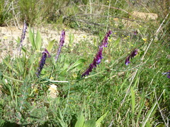 Vicia eriocarpa