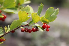 Ribes diacanthum