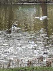 Chroicocephalus ridibundus