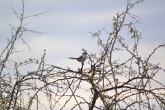 Phragmacia substriata