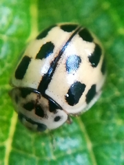 Propylea quatuordecimpunctata