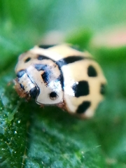 Propylea quatuordecimpunctata