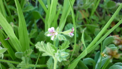 Pelargonium althaeoides