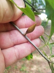 Amphibolips quercuscitriformis