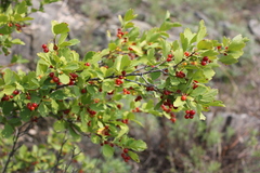 Ribes diacanthum
