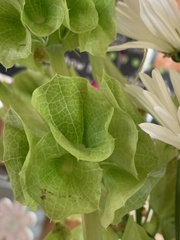 Moluccella