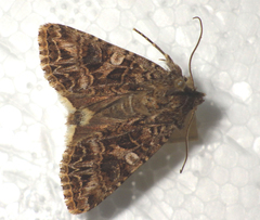 Anarta odontites