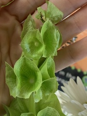 Moluccella
