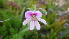 Pelargonium hirtum