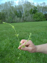 Cerastium tenoreanum