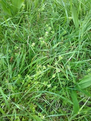 Cerastium tenoreanum