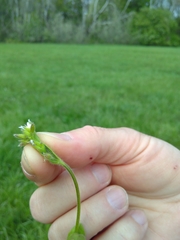 Cerastium tenoreanum
