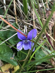 Viola riviniana