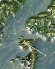 Pseudagrion rubriceps