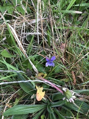 Viola riviniana