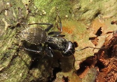 Camponotus postoculatus