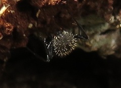 Camponotus postoculatus