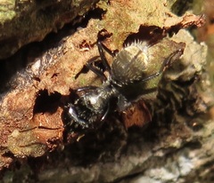 Camponotus postoculatus