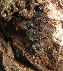 Camponotus postoculatus
