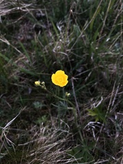 Ranunculus acris