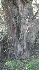 Ficus salicifolia