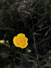 Ranunculus acris
