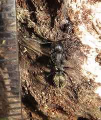 Camponotus postoculatus