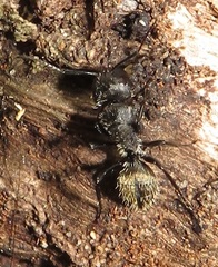 Camponotus postoculatus