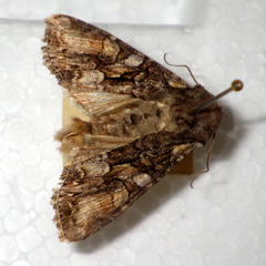 Lacanobia contigua