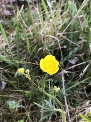 Ranunculus acris
