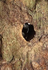 Camponotus postoculatus