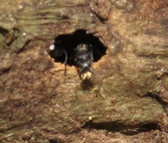 Camponotus postoculatus