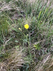 Ranunculus acris