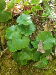 Asarum rosei