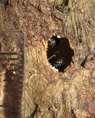 Camponotus postoculatus