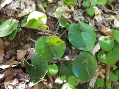 Asarum rosei