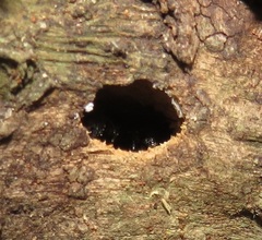 Camponotus postoculatus