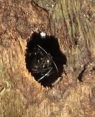 Camponotus postoculatus