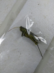 Schistocerca obscura